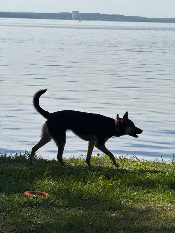 Lakeside leisure moment with dog in rural Belarus