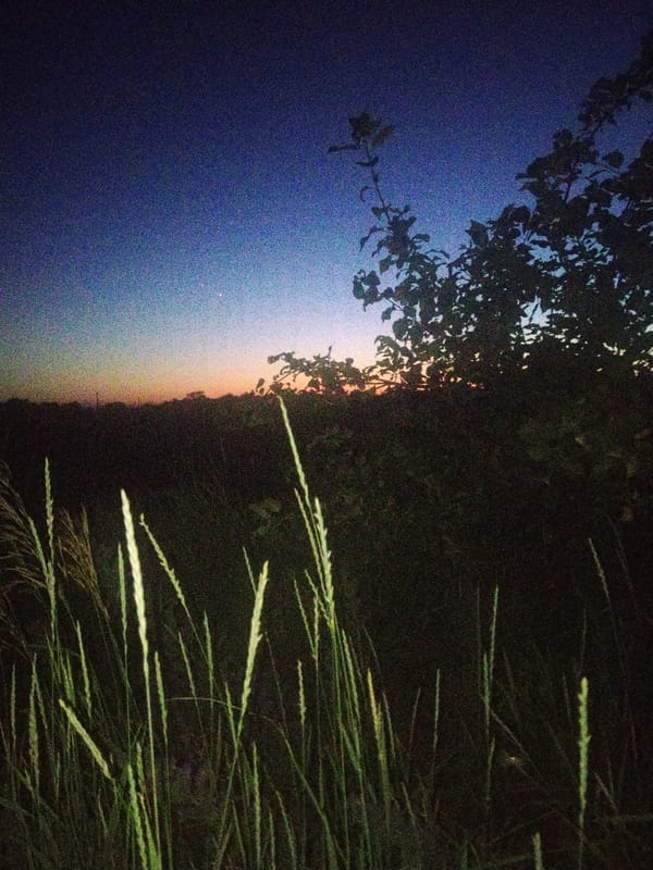 Twilight landscapes and wildflowers at dusk