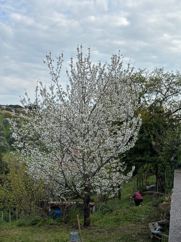 Person tends garden under flowering tree in Italy