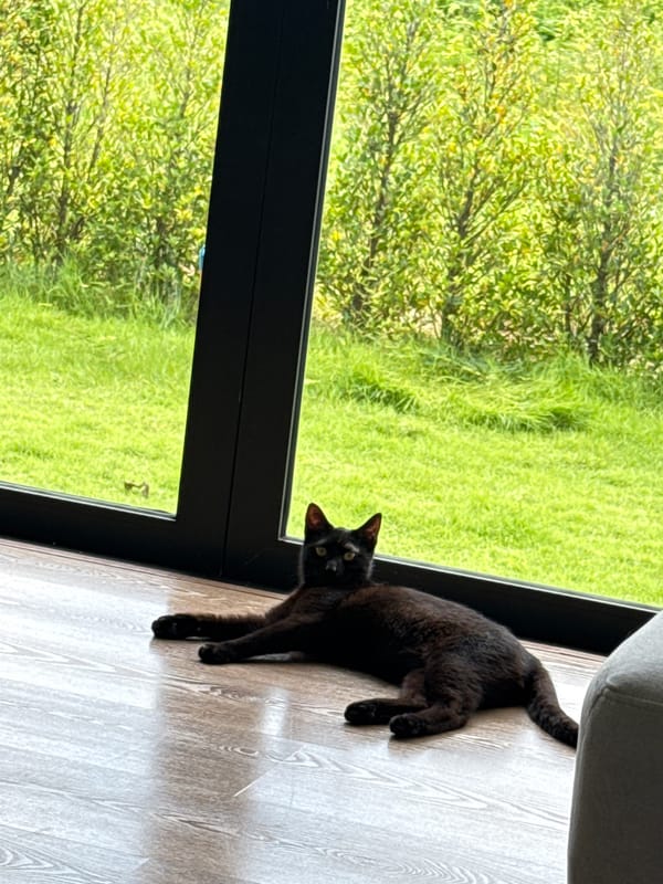 Two cats doing cat things in a Ratsada home