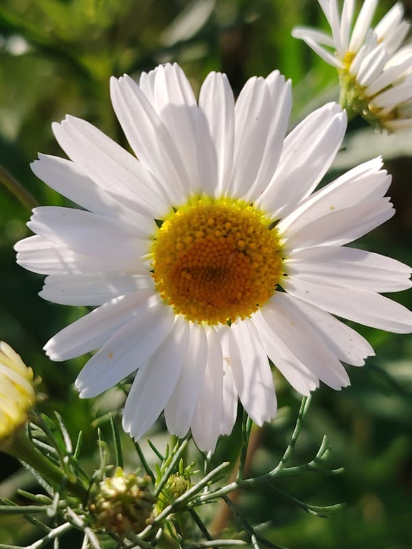 Wildflower macro shoot in Balashikha, with a corgi cameo