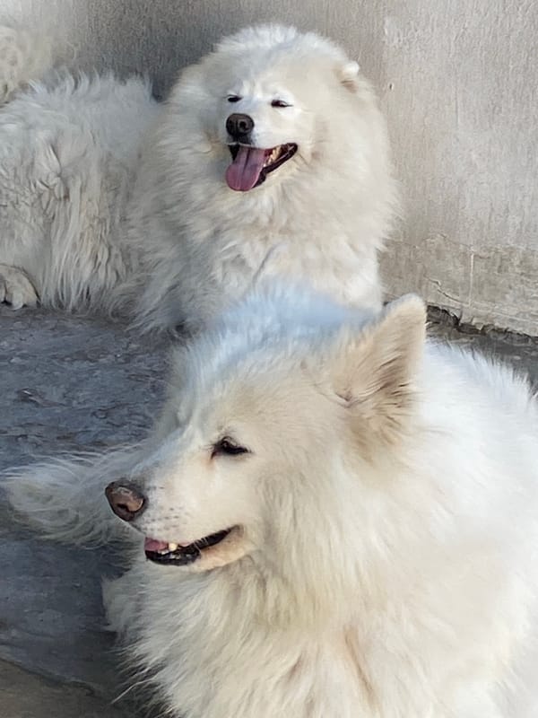 Two Samoyed dogs resting on a gray surface, tongues out