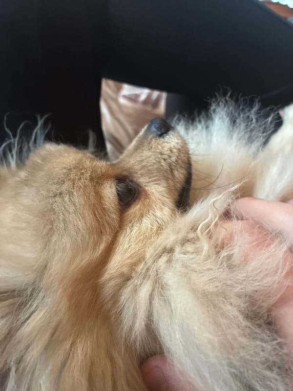 Pomeranian dog spotted in indoor moments across Plovdiv