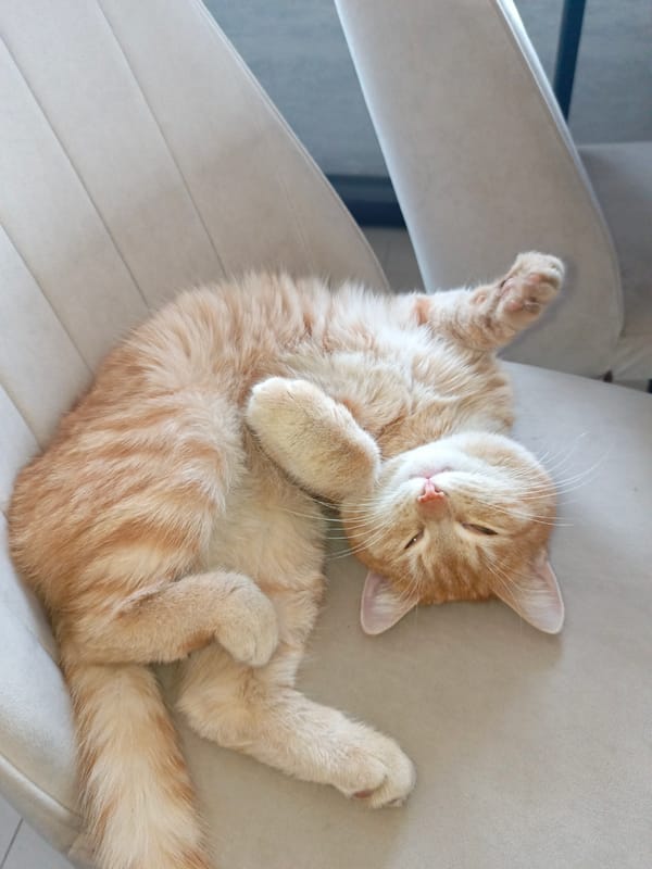 Orange tabby cat photographed resting and being held in Noviy