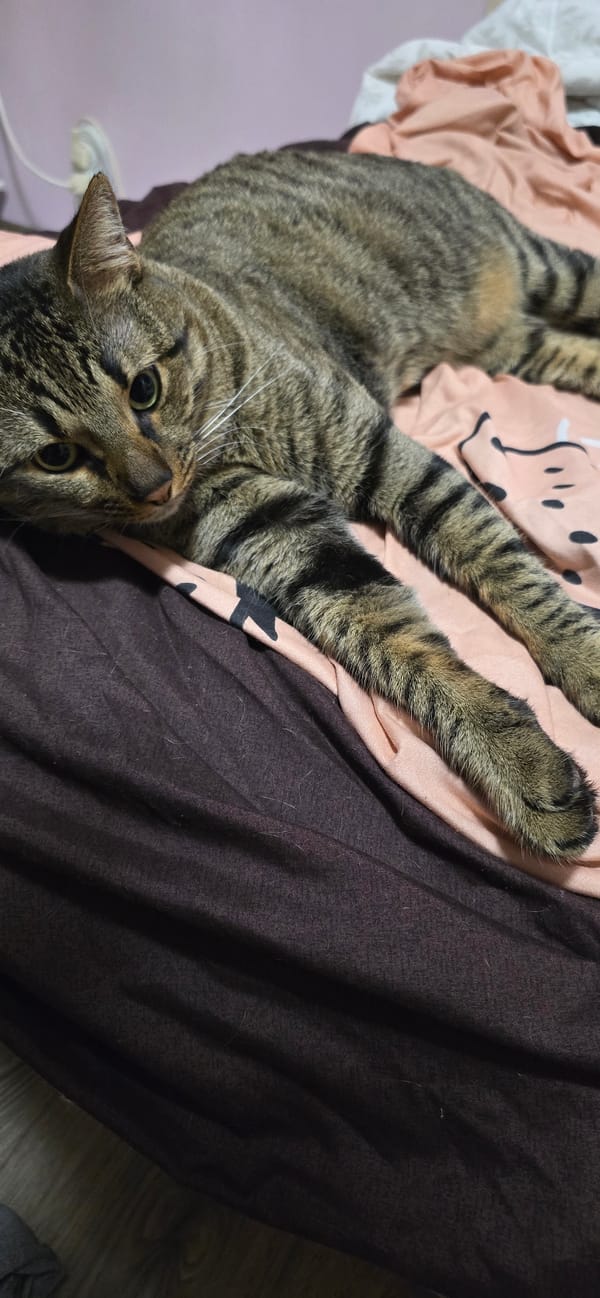 Evening home life documented with pets in Burgas