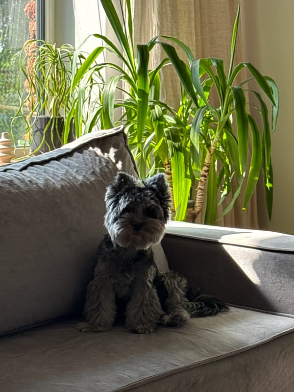 Lazy morning at home with a dog, a cat, and a patio