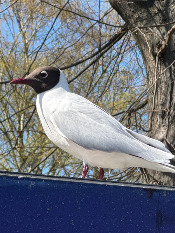 Two gulls spotted perching in Boston, UK Tuesday afternoon