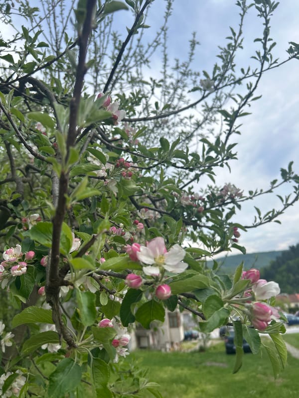 Spring blooms documented in Tryavna, Bulgaria