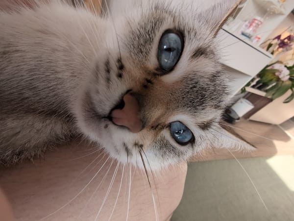 Cat portraits and store visit captured in Izhevsk