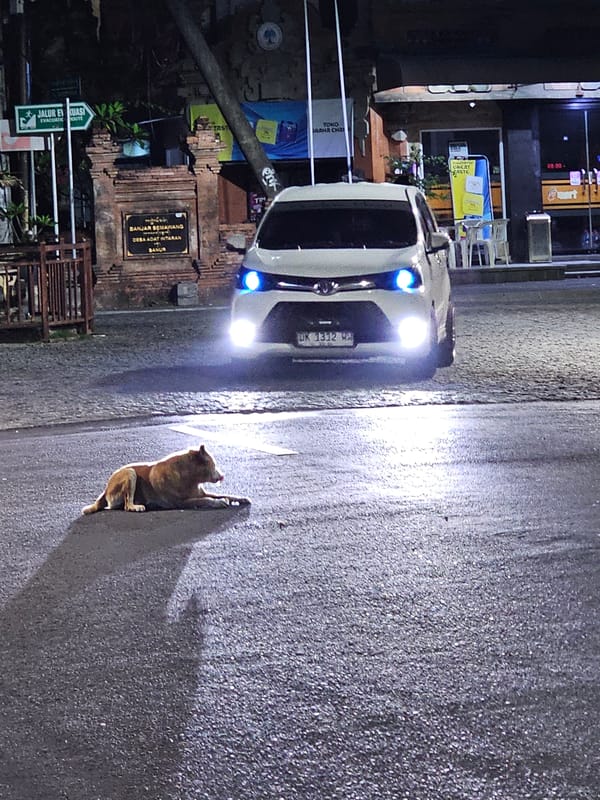 Dog wanders Denpasar streets at night amid light traffic