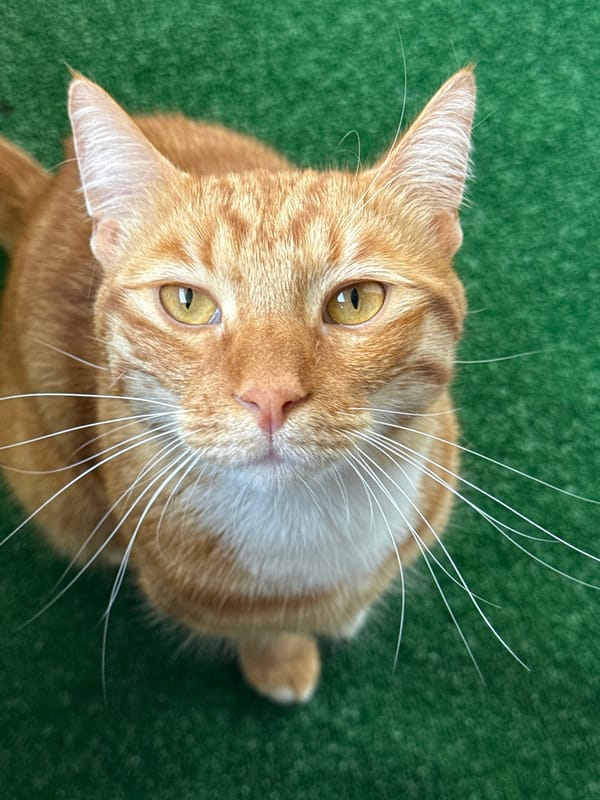 Orange tabby cat plays and rests on artificial turf