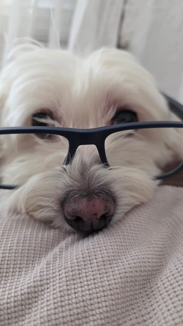 Fluffy white dog dominates a lazy Blagoevgrad morning at home
