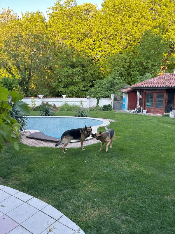 German Shepherds play in backyard near pool in Markovo