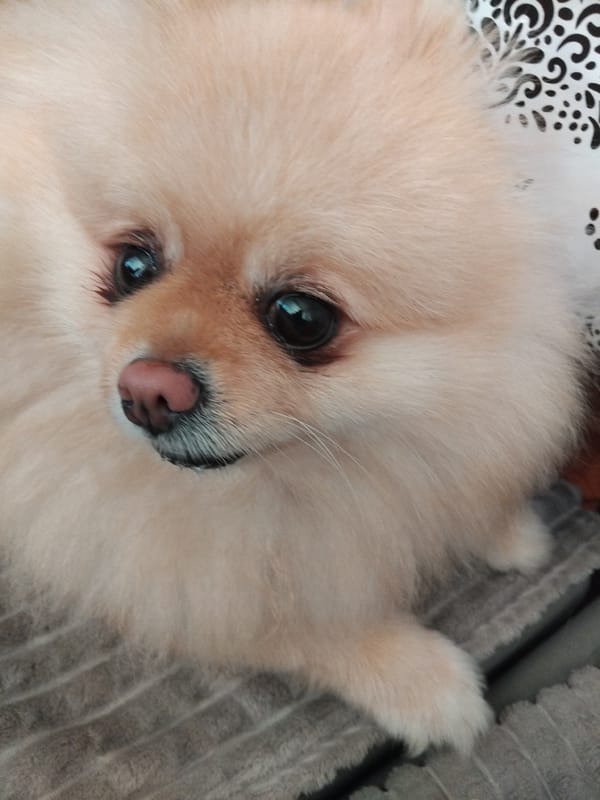 Pomeranian dog photographed sleeping peacefully in Apriltsi, Bulgaria