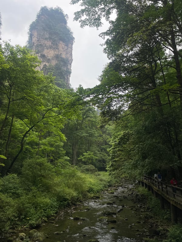 Morning visitors explore forest paths and bridges in Luoguta