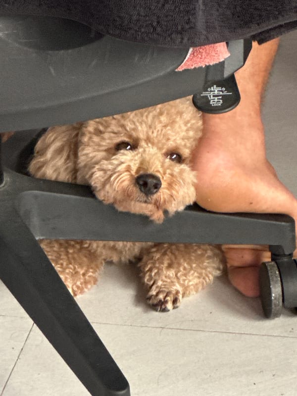 Poodle rests under office chair in North Kuta home