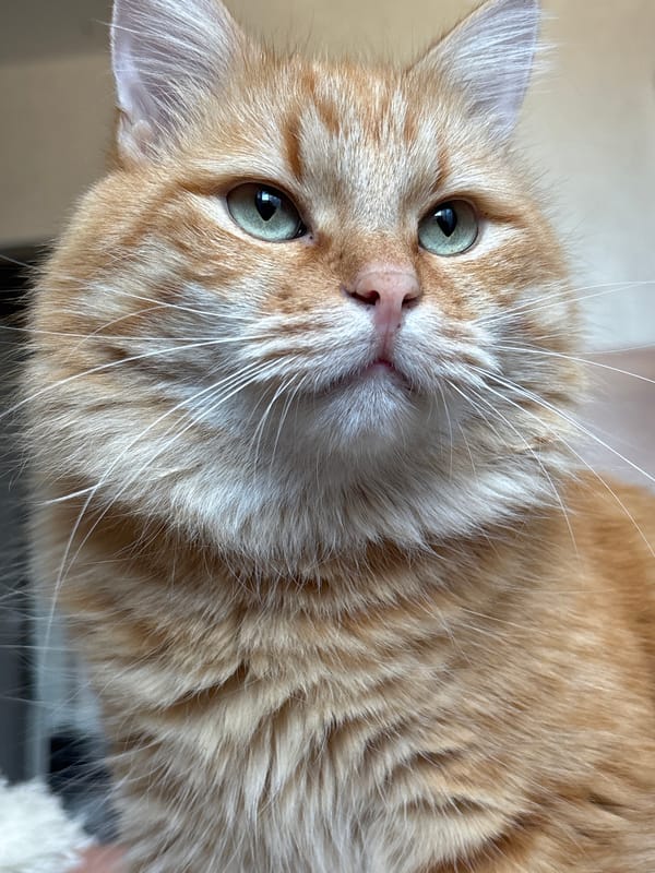 Orange tabby cat portrait, green eyes and fluffy mane