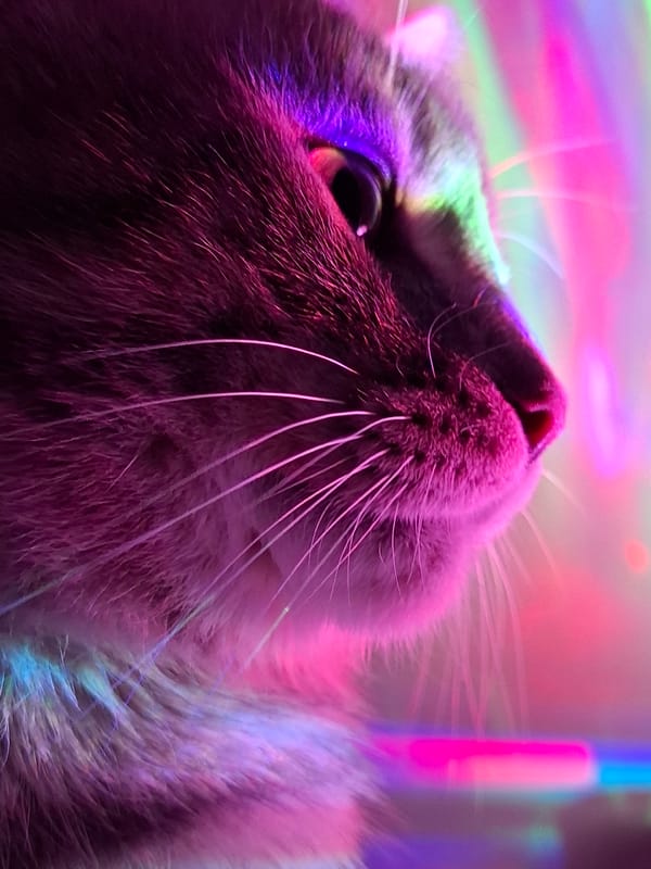 Cats photographed under neon lights in Novi Sad