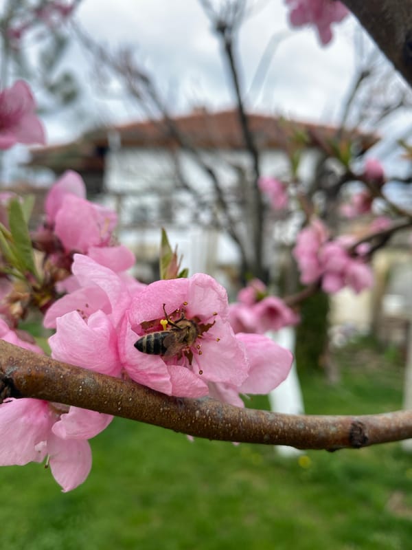 Bee pollinating pink blossoms observed in Bulgarian town