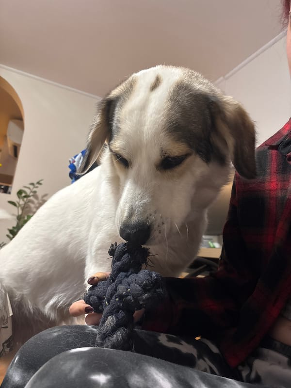 Quiet evening moments with pets captured in Asenovgrad home
