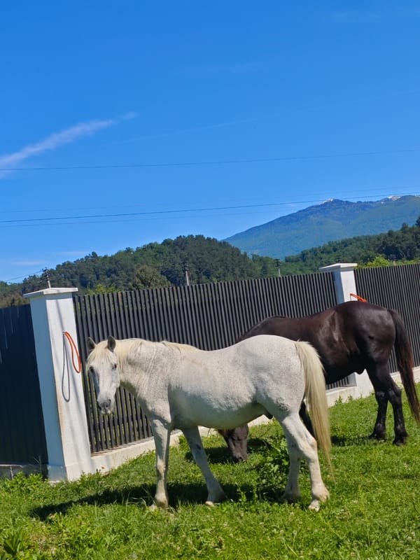 Horses graze peacefully in Abkhazia pasture