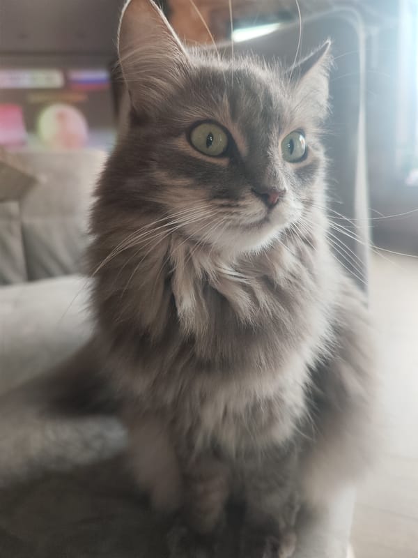 Gray tabby cat observed lounging at Chaikovsky residence