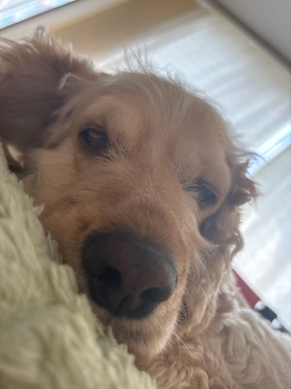 Cocker spaniel napping and lounging on a green blanket