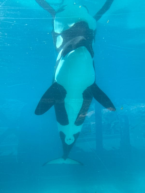 Evening visitors document orcas and sharks at SeaWorld San Diego