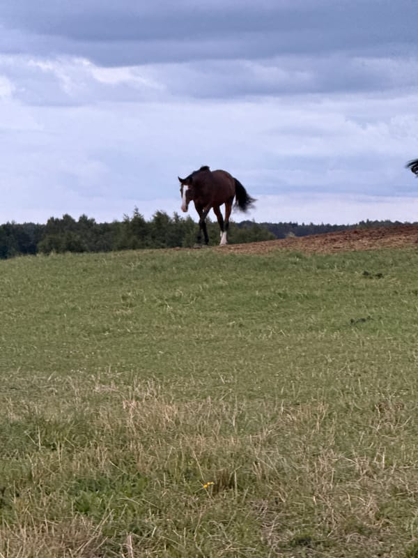 Mixed herd grazes at dusk in a Lithuanian meadow