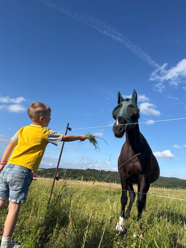 Hand-feeding horses in German countryside pasture