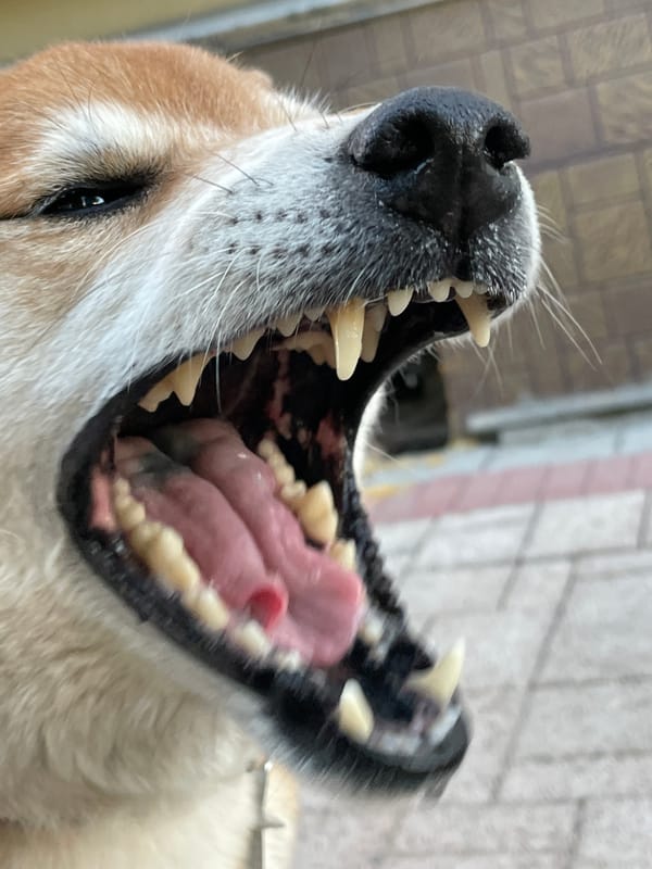 Shiba Inu dog photographed on Zheleznogorsk streets