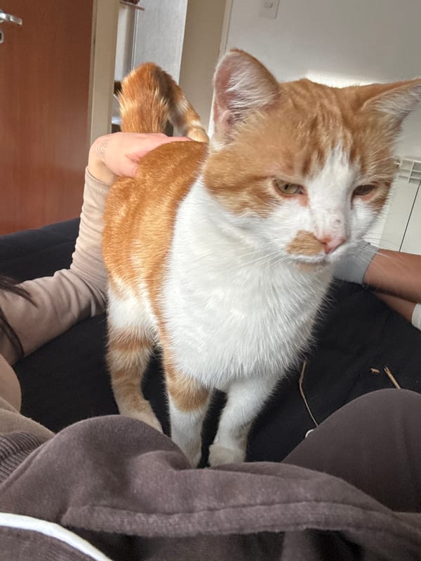 Person spends evening with cat in Trelew backyard