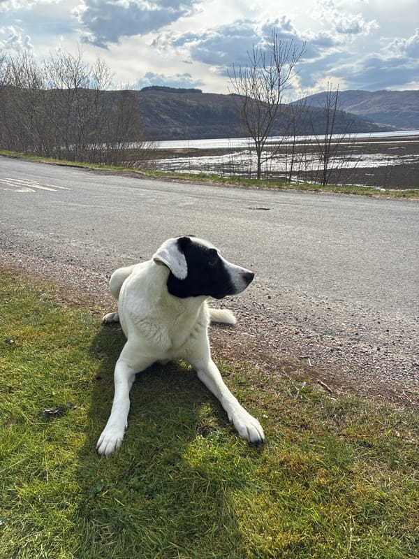 Dog observed on road in Strontian, Scotland