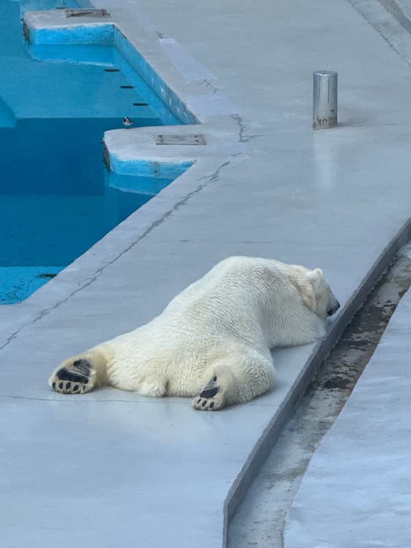 Arctic animals observed at Izhevsk Zoo during morning hours