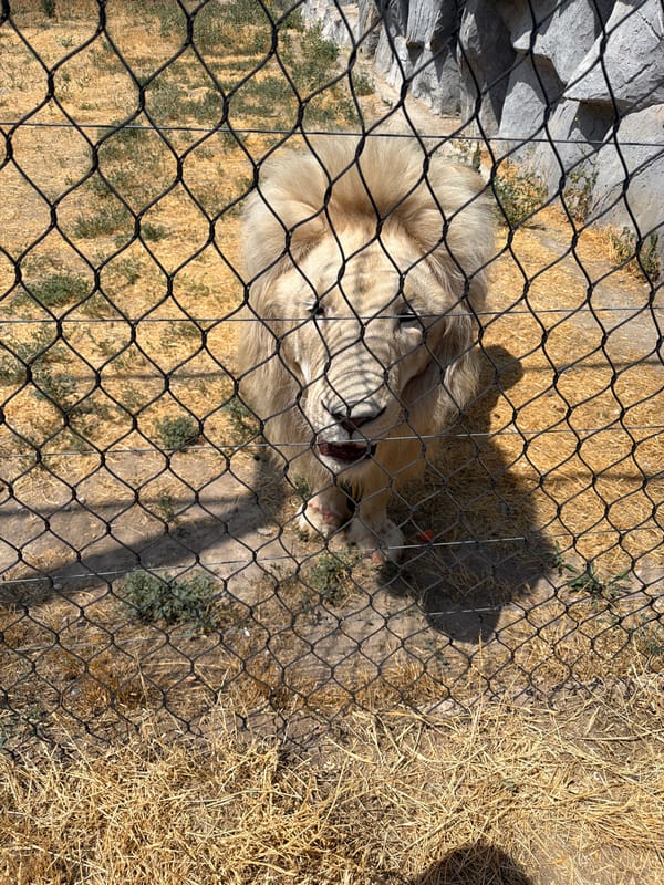 White lion and berry shrub at a Yerevan wildlife park