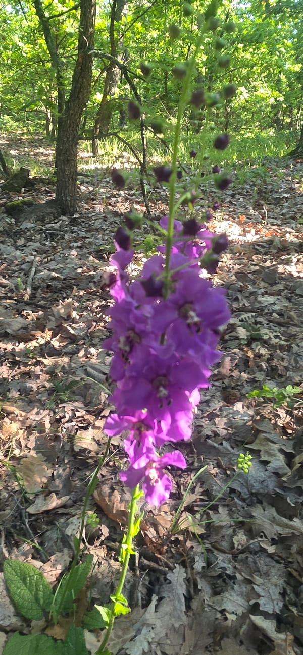 Morning forest walk documented near Prilep, Bulgaria