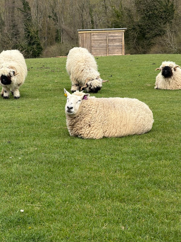 Sheep graze in Maidstone countryside under overcast skies