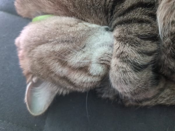 Tabby cat spotted napping in green collar, Kazakhstan