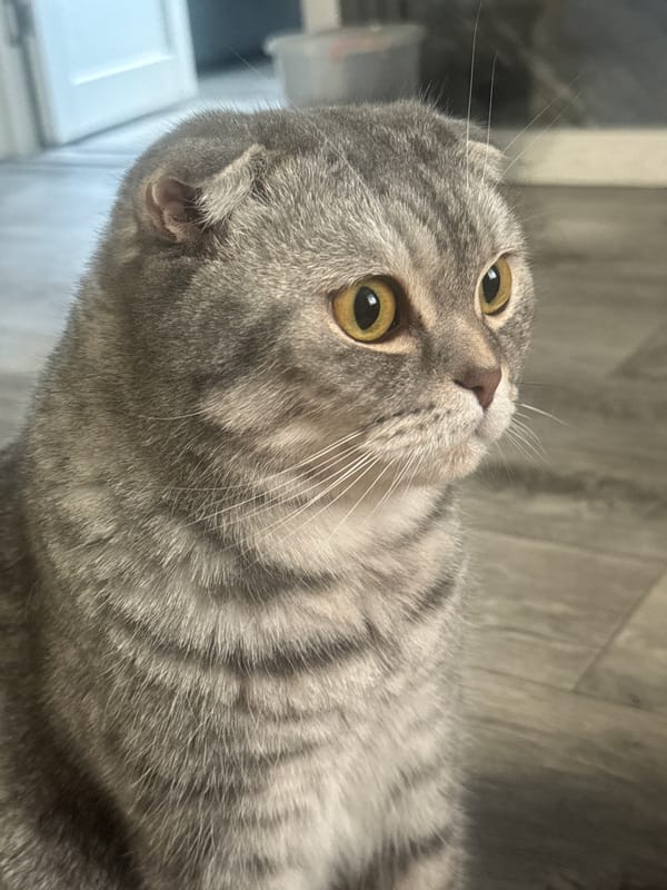 Scottish Fold cat at home in Temirtau, Kazakhstan