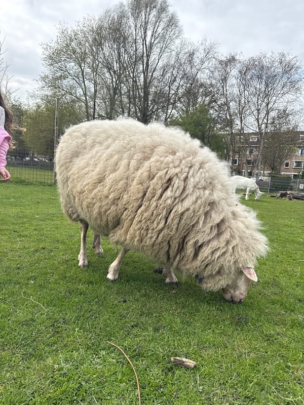 Farm animals spotted in The Hague captivity setting