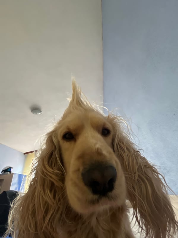 Golden retriever photographed close-up in Chepelare, Bulgaria