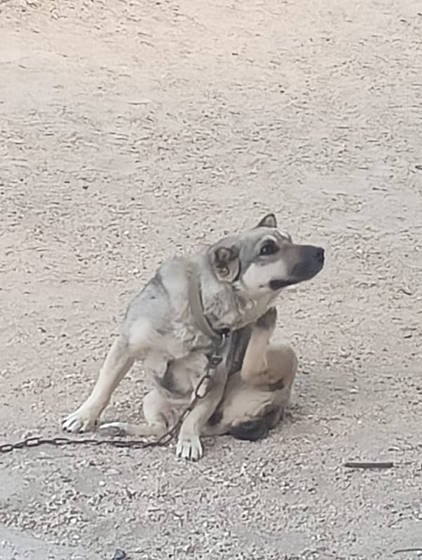 Dog, cat, and rooster caught going about their day