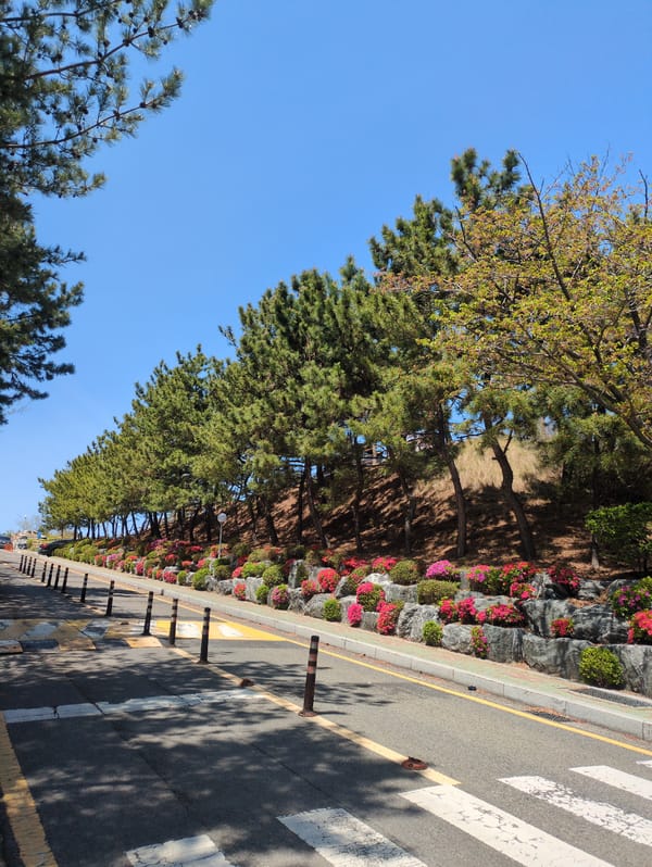 Spring landscaping and natural scenes documented in Ulsan