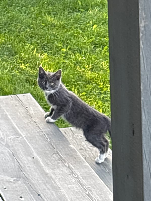 Kittens exploring a Zvenigorod dacha on a summer afternoon
